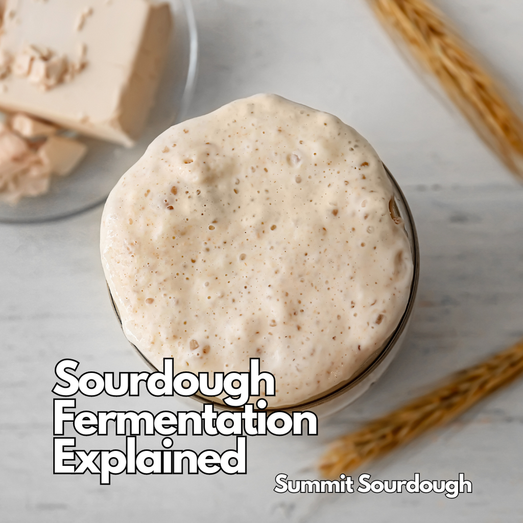 Sourdough Starter Fermentation Explained: How Wild Yeast and Bacteria Work Together