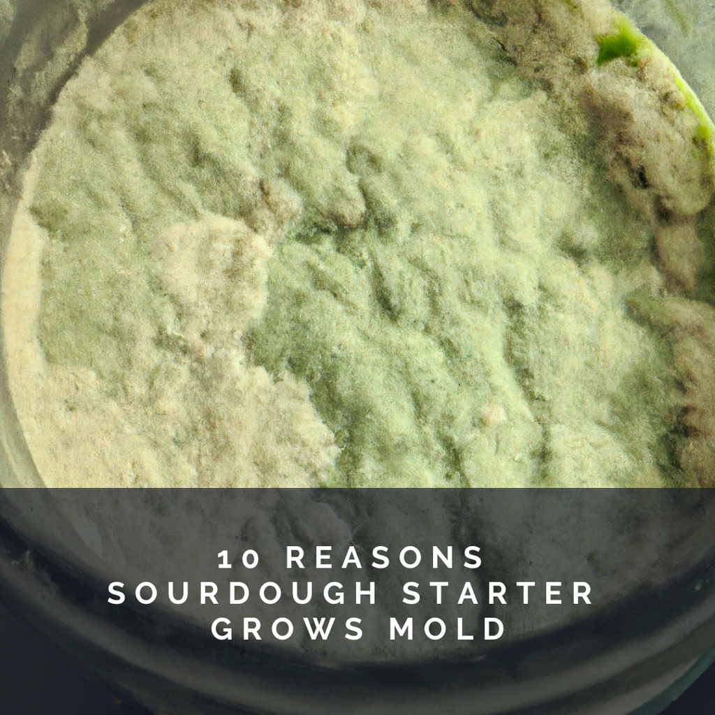 10 Reasons Your Sourdough Starter Grows Mold and How to Prevent It